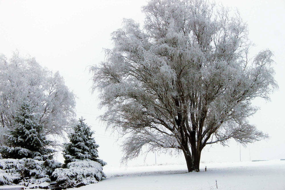 Moses Lake, Washington  March 22, 2012, Snow